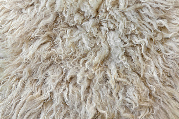 What Makes Wool So Amazing?