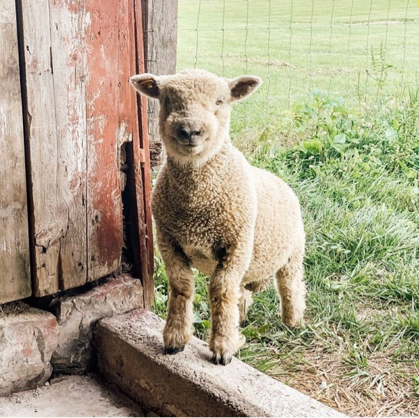 Ethical Wool For Everyone